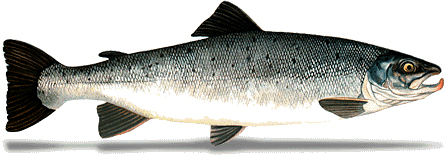 Oeufs de saumon argenté du Pacifique*